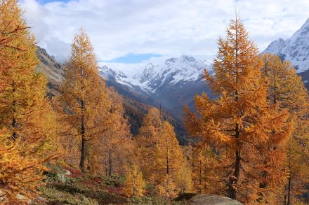 Non appena il sole ha trovato un varco tra le nuvole, i colori autunnali hanno brillato meravigliosamente. Lötschental, 24 ottobre 2024. Foto: Daniel Gerstgrasser