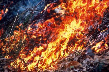 Le fiamme ardono in un bosco.