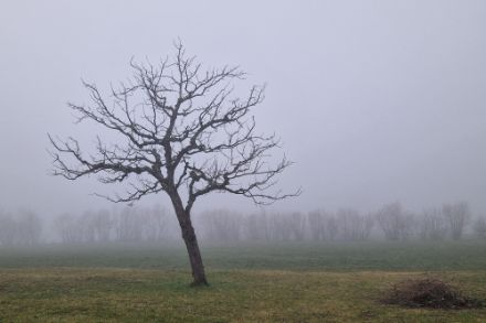 Albero spoglio immerso nella nebbia, a fianco un mucchio di rami. 