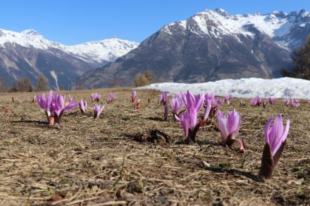 Meravigliosa primavera in montagna nel Vallese sopra Eischoll il 7 aprile 2025. Foto: D. Gerstgrasser