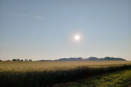 Campo di grano vicino a Schüpfen. Fonte: Segnalazioni meteo/App
