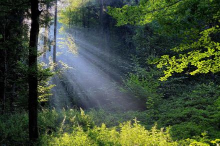 Raggi di sole che entrano attraverso gli alberi, in un bosco. 