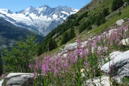 Garofanino maggiore (o epilobio) in fiore in montagna.